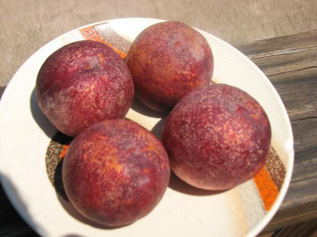  photo HoneyBlaze28brix001_zpsdd7ba905.jpg